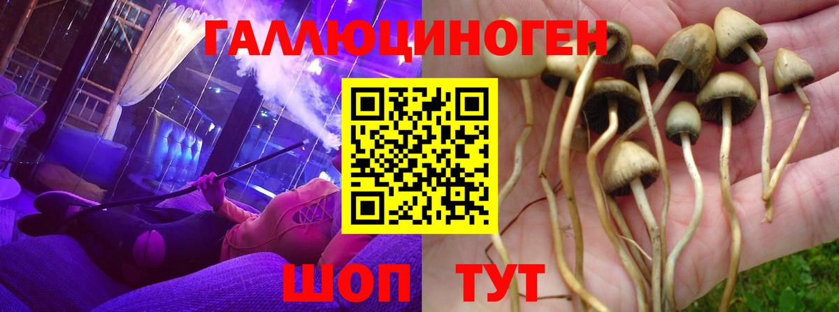 Галлюциногенные грибы Psilocybe  Улан-Удэ 